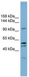 Anoctamin-6 antibody, TA336049, Origene, Western Blot image 