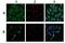 ATPase H+ Transporting V0 Subunit A1 antibody, GTX44653, GeneTex, Immunocytochemistry image 