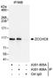 Zinc Finger CCHC-Type Containing 8 antibody, A301-805A, Bethyl Labs, Immunoprecipitation image 