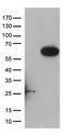 Ras Association Domain Family Member 9 antibody, LS-C792050, Lifespan Biosciences, Western Blot image 