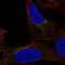 FUT4 antibody, HPA042780, Atlas Antibodies, Immunofluorescence image 