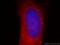 Aldo-Keto Reductase Family 1 Member E2 antibody, 20525-1-AP, Proteintech Group, Immunofluorescence image 