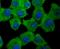 DNA-binding protein inhibitor ID-1 antibody, A00945-1, Boster Biological Technology, Immunocytochemistry image 