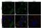 2,4-Dienoyl-CoA Reductase 1 antibody, A21982, Invitrogen Antibodies, Immunofluorescence image 