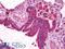 Angiopoietin 1 antibody, LS-B6867, Lifespan Biosciences, Immunohistochemistry frozen image 