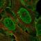 Retrotransposon Gag Like 3 antibody, HPA075136, Atlas Antibodies, Immunofluorescence image 