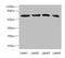 Regulator Of G Protein Signaling 14 antibody, LS-C676390, Lifespan Biosciences, Western Blot image 