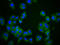 DLG Associated Protein 2 antibody, LS-C680386, Lifespan Biosciences, Immunofluorescence image 
