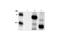c-Myc antibody, 2272S, Cell Signaling Technology, Western Blot image 
