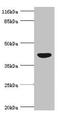 Protein NDRG2 antibody, LS-C676128, Lifespan Biosciences, Western Blot image 