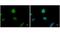 ENY2 Transcription And Export Complex 2 Subunit antibody, GTX629542, GeneTex, Immunofluorescence image 