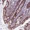 BLOC-1 Related Complex Subunit 6 antibody, HPA045415, Atlas Antibodies, Immunohistochemistry frozen image 