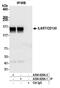 Interleukin 6 Signal Transducer antibody, A304-929A, Bethyl Labs, Immunoprecipitation image 