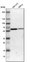 Solute carrier family 15 member 4 antibody, HPA016713, Atlas Antibodies, Western Blot image 