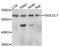 CDw328 antibody, abx127048, Abbexa, Western Blot image 
