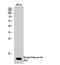 Histone Cluster 4 H4 antibody, STJ90126, St John