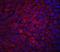 DNA Damage Regulated Autophagy Modulator 1 antibody, NBP1-76759, Novus Biologicals, Immunofluorescence image 
