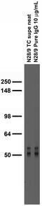 Solute Carrier Family 17 Member 7 antibody, 73-066, Antibodies Incorporated, Western Blot image 