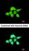 Dual Specificity Phosphatase 8 antibody, orb74037, Biorbyt, Immunofluorescence image 