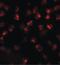 ATPase Secretory Pathway Ca2+ Transporting 2 antibody, LS-C144362, Lifespan Biosciences, Immunofluorescence image 