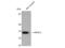 Homeobox protein MOX-2 antibody, STJ94186, St John