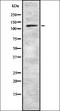 Spermatogenic Leucine Zipper 1 antibody, orb337662, Biorbyt, Western Blot image 