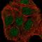Zinc Finger Protein 541 antibody, HPA058541, Atlas Antibodies, Immunofluorescence image 