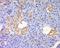 BCL6 Transcription Repressor antibody, orb4674, Biorbyt, Immunohistochemistry paraffin image 