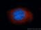 Segment polarity protein dishevelled homolog DVL-3 antibody, 13444-1-AP, Proteintech Group, Immunofluorescence image 