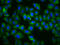 Trace Amine Associated Receptor 5 antibody, CSB-PA023057LA01HU, Cusabio, Immunofluorescence image 