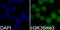 Histone Cluster 3 H3 antibody, GTX54109, GeneTex, Immunofluorescence image 