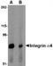CD49D antibody, TA306659, Origene, Western Blot image 