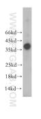 Prostate Stem Cell Antigen antibody, 17171-1-AP, Proteintech Group, Western Blot image 