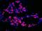 IgG-heavy and light chain antibody, A90-337D3, Bethyl Labs, Immunofluorescence image 