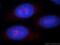 Zinc Finger Protein 74 antibody, 21843-1-AP, Proteintech Group, Immunofluorescence image 
