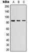 Myeloperoxidase antibody, LS-C354478, Lifespan Biosciences, Western Blot image 