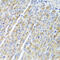 O-Sialoglycoprotein Endopeptidase Like 1 antibody, 23-357, ProSci, Immunohistochemistry frozen image 