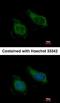 Argininosuccinate lyase antibody, orb73738, Biorbyt, Immunofluorescence image 
