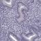 Mediator Complex Subunit 26 antibody, HPA057997, Atlas Antibodies, Immunohistochemistry frozen image 