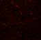 A-LAP antibody, 7467, ProSci Inc, Immunofluorescence image 