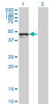 Calreticulin antibody, LS-B5380, Lifespan Biosciences, Western Blot image 
