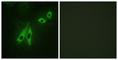 A-Kinase Anchoring Protein 3 antibody, abx013330, Abbexa, Western Blot image 