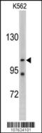 Lethal(2) giant larvae protein homolog 2 antibody, 61-227, ProSci, Western Blot image 