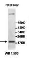 Zinc Finger CCHC-Type Containing 13 antibody, orb77744, Biorbyt, Western Blot image 