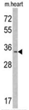 Myeloid leukemia factor 1 antibody, AP17562PU-N, Origene, Western Blot image 
