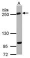 Kinesin Family Member 13A antibody, PA5-30874, Invitrogen Antibodies, Western Blot image 