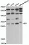 Isopentenyl-Diphosphate Delta Isomerase 1 antibody, LS-C748852, Lifespan Biosciences, Western Blot image 