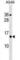 Coiled-Coil Domain Containing 182 antibody, abx030848, Abbexa, Western Blot image 