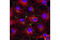 Gap Junction Protein Alpha 1 antibody, 3512S, Cell Signaling Technology, Immunocytochemistry image 