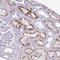 KIAA2013 antibody, HPA052677, Atlas Antibodies, Immunohistochemistry frozen image 